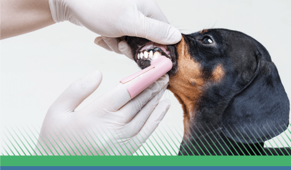 What Lies Behind Your Pet’s Pearly – or Not So Pearly – Whites