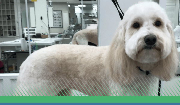 Our Groomers Have Your Poodle Doodle Covered!