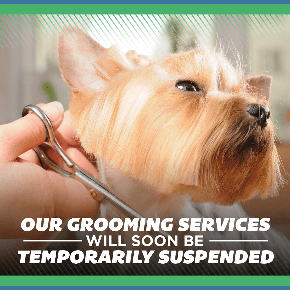 Our Grooming Services Will Soon Be Temporarily Suspended
