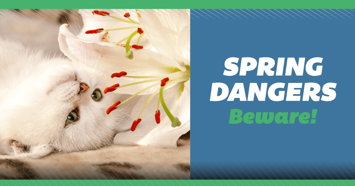 Beware the Lily–and Other Spring Dangers!